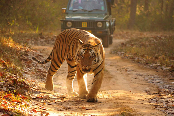 8 days Golden Triangle Tour with Ranthambore