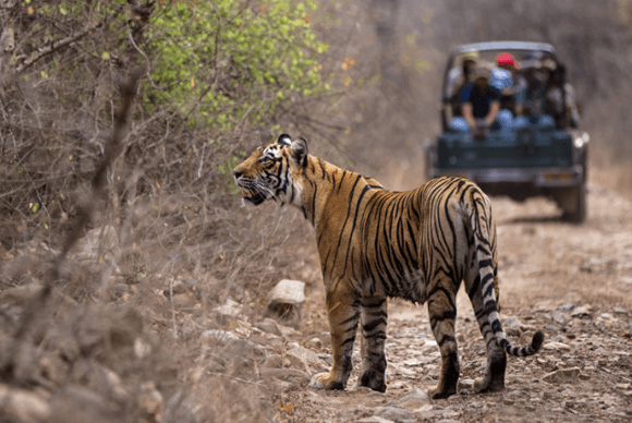 Golden Triangle Tour with Ranthambore