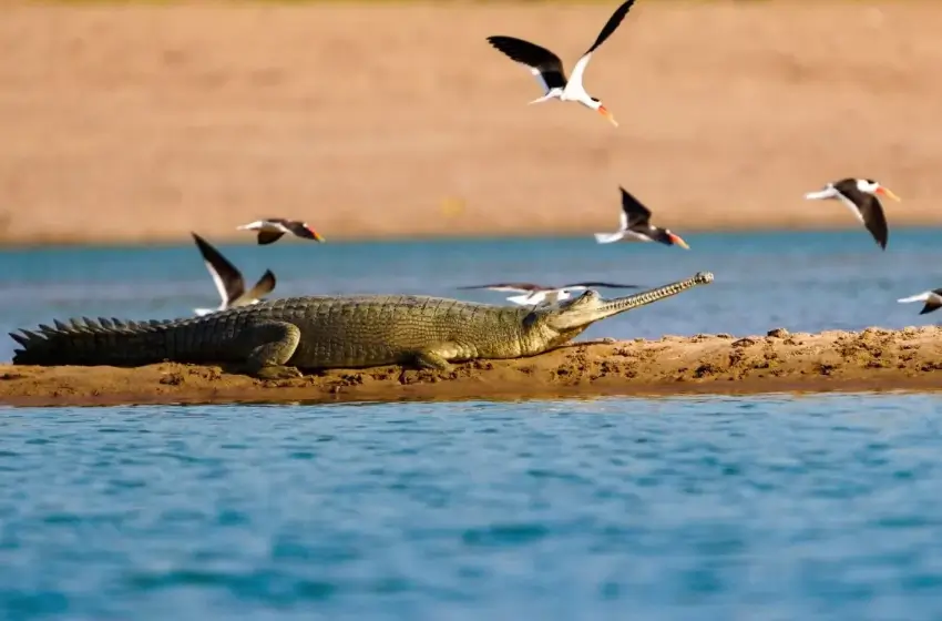 golden-triangle-tour-with-chambal-river-safari