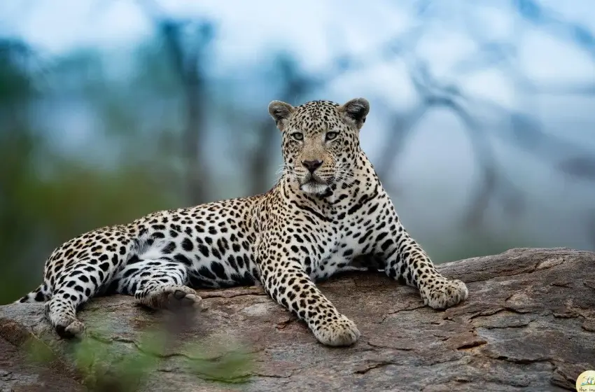 golden-triangle-tour-with-jawai-leopard-safari