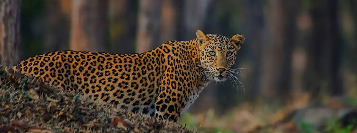 Rajasthan Tour with Kids and Wildlife Experiences