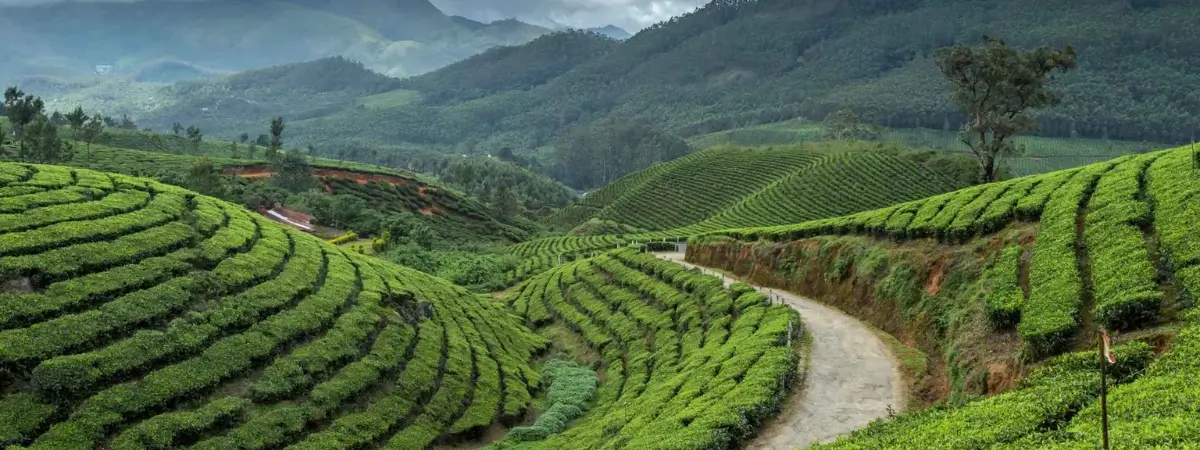 Classic Kerala Backwaters and Hill Stations Private Tour