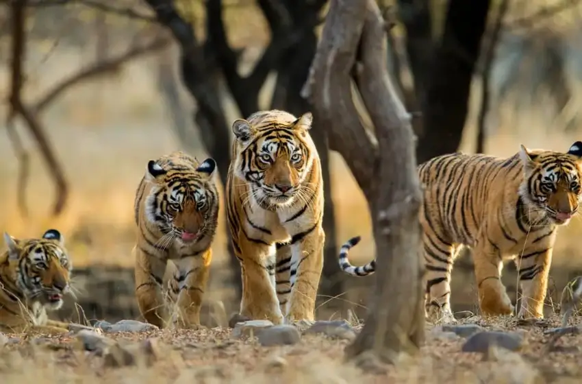 Rajasthan Tour with Kids and Wildlife