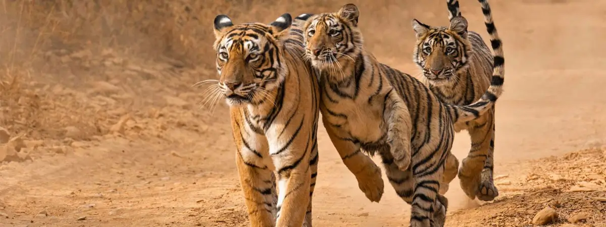 Ranthambore Same Day Tour