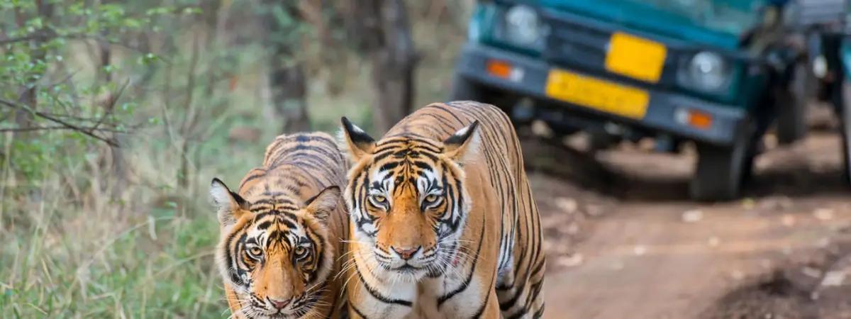 Rajasthan Multigenerational Family Holiday
