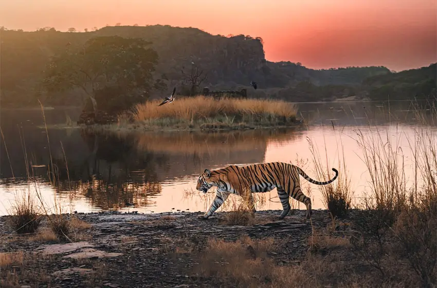 Ranthambore Same Day Tour