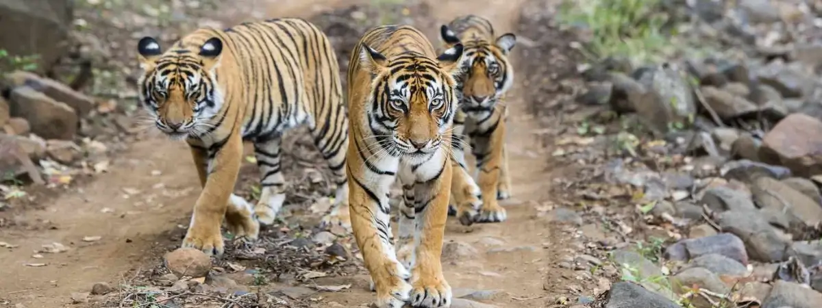 Golden Triangle Tour with Ranthambore and Udaipur