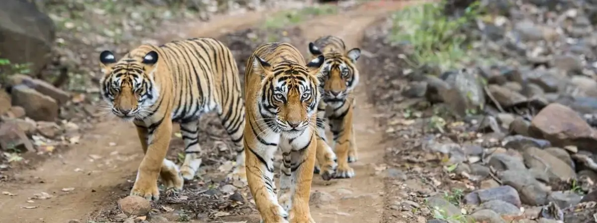 Luxury India Wildlife Safari with Premium Jungle Lodges