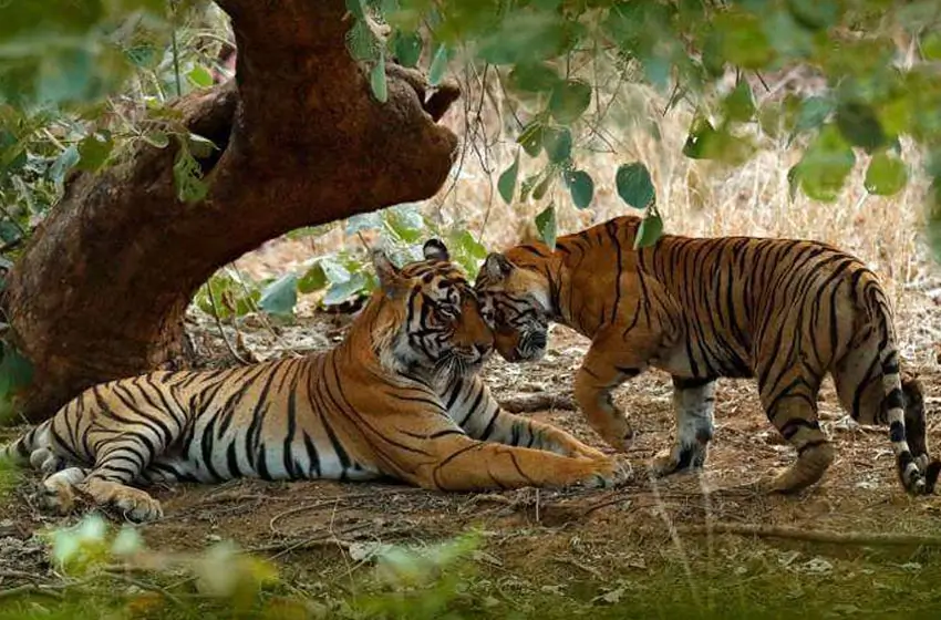 8 Days Golden Triangle Tour with Ranthambore – Heritage & Wildlife Experience