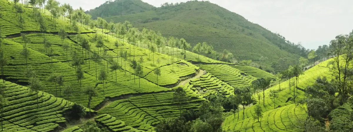 South India Wildlife and Nature Tour
