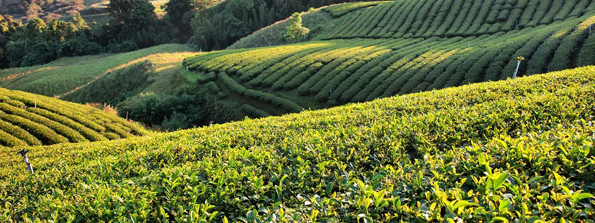 South India Coffee Tea and Spice Plantation Tour