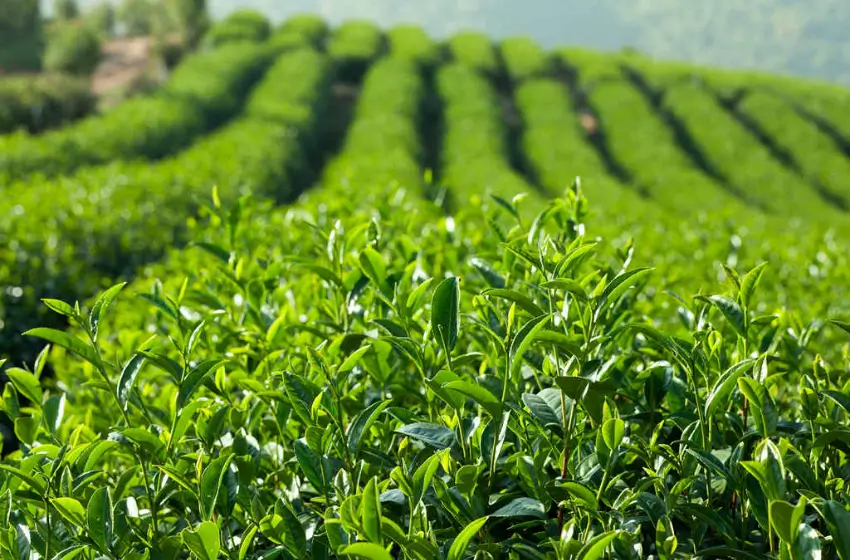 South India Coffee Tea and Spice Plantation