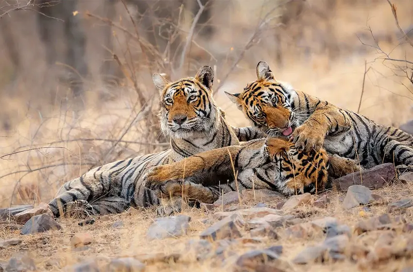 19 Days Rajasthan Heritage & Wildlife Journey