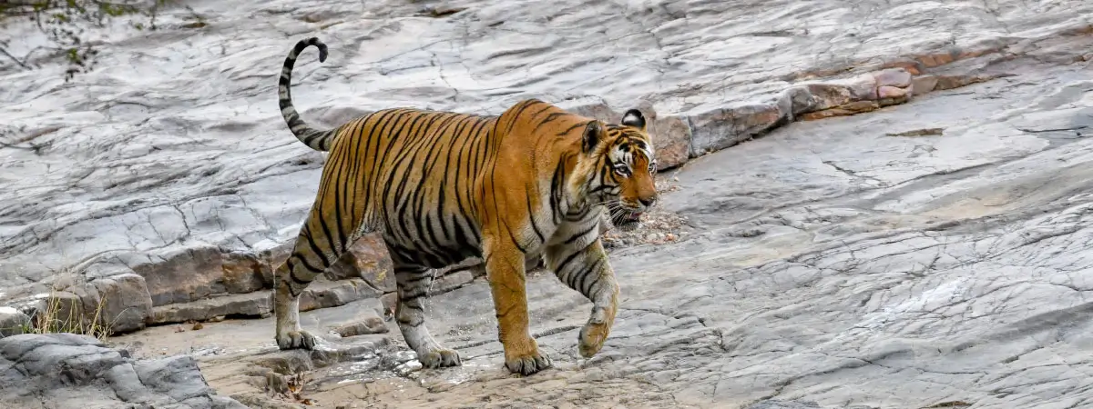 Rajasthan Tour with Ranthambore National Park