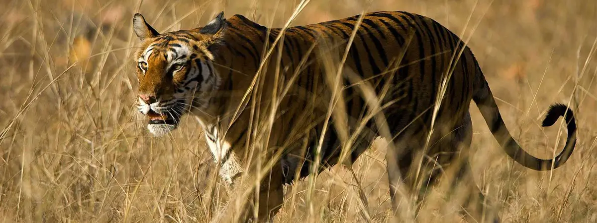 Rajasthan Tour With Wildlife